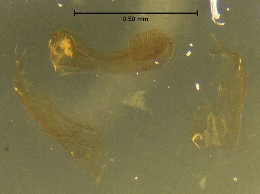 Image of Anocalea virilis Pace 1999