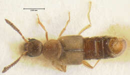 Image of Anocalea virilis Pace 1999