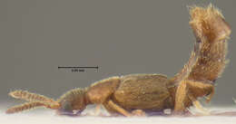 Image of Anocalea virilis Pace 1999