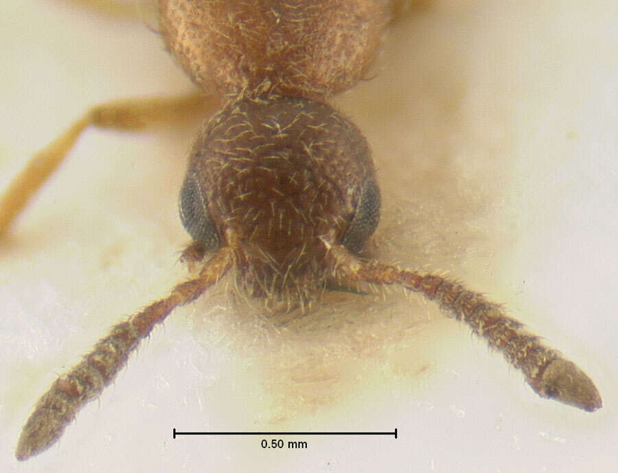 Image of Anocalea virilis Pace 1999