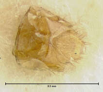 Image of Plesiomalota (Plesiomalota) newtoni Pace 1999