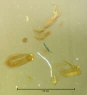 Image of Plesiomalota (Plesiomalota) newtoni Pace 1999