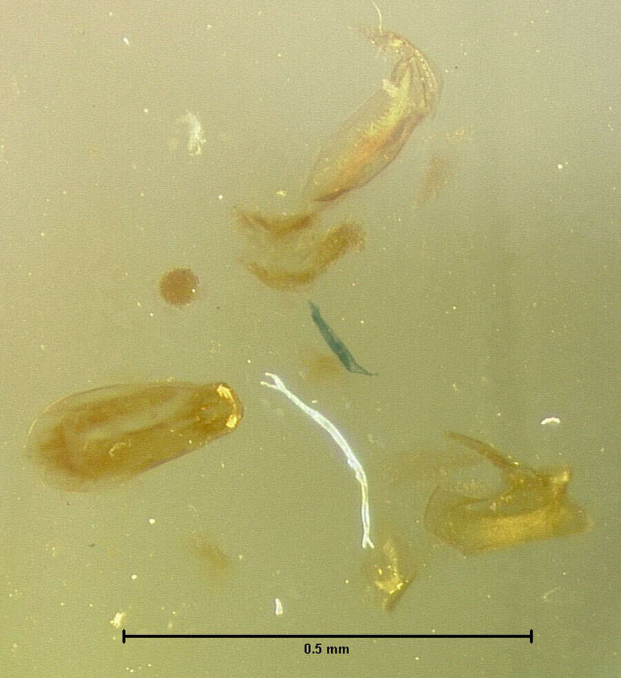 Image of Plesiomalota (Plesiomalota) newtoni Pace 1999