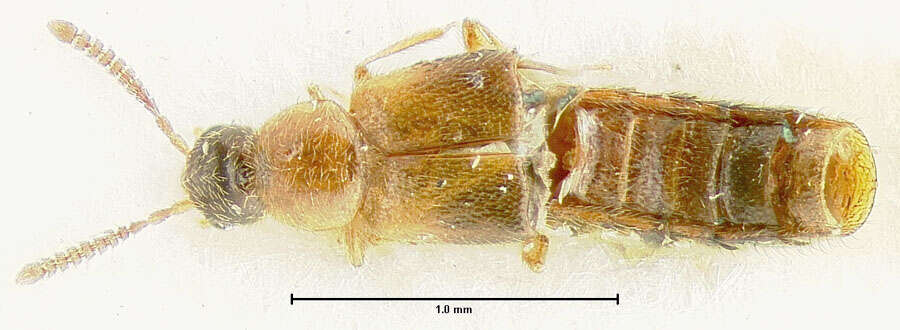 Image of Plesiomalota (Plesiomalota) newtoni Pace 1999