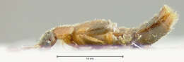 Image of Plesiomalota (Plesiomalota) newtoni Pace 1999