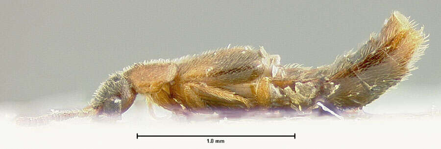 Image of Plesiomalota (Plesiomalota) newtoni Pace 1999