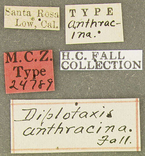 Image de Diplotaxis anthracina Fall 1909