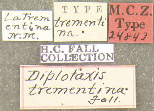 Image of Diplotaxis trementina Fall 1909