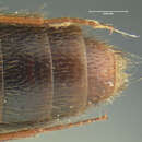 Aleochara (Aleochara) lustrica Say 1832的圖片