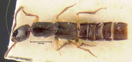 Image of Manilla soniae Bordoni 2002