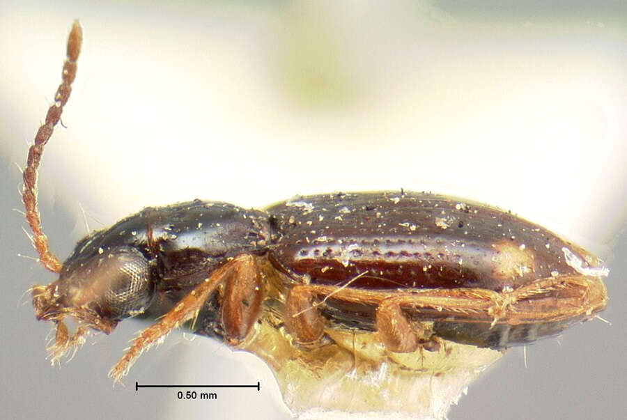 Image of Bembidion (Trepanedoris) frontale (Le Conte 1847)