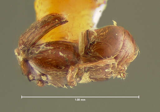 Imagem de Decarthron (Decarthron) formiceti (Le Conte & J. L. 1849)