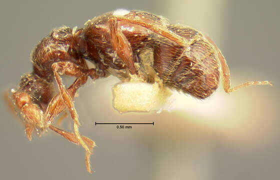 Image of Batrisodes (Excavodes) lineaticollis (Aubé 1833)