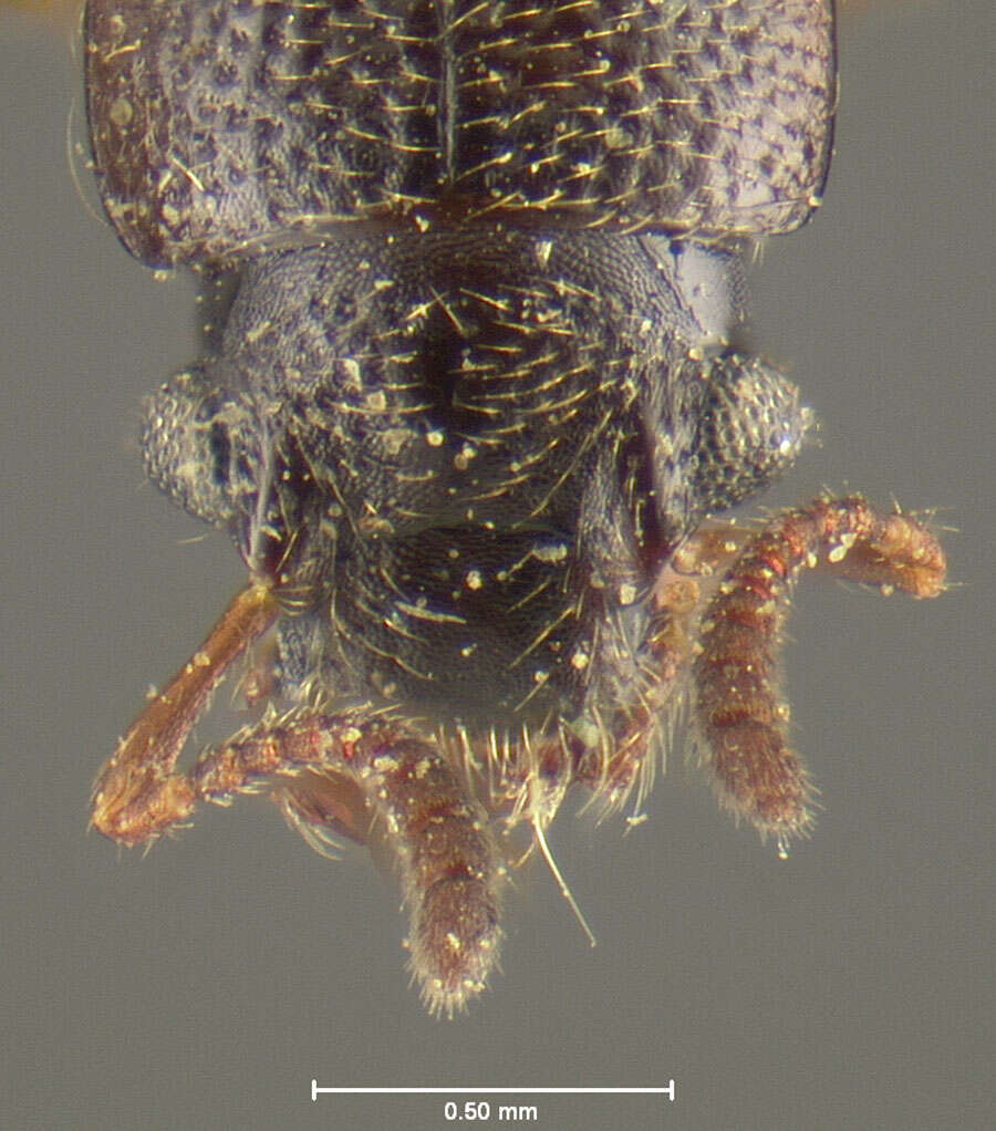 Image of Bledius foraminosus Casey 1889