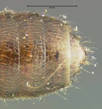 Image of Bledius bicolor Casey 1889