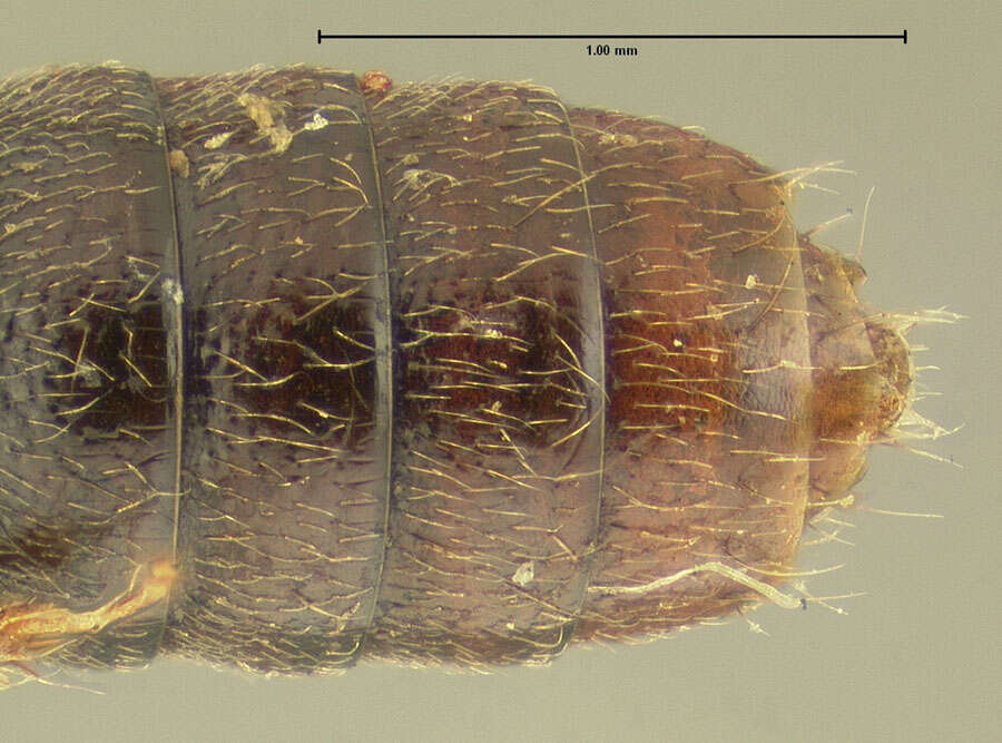 Image of Bledius opacifrons Le Conte & J. L. 1877