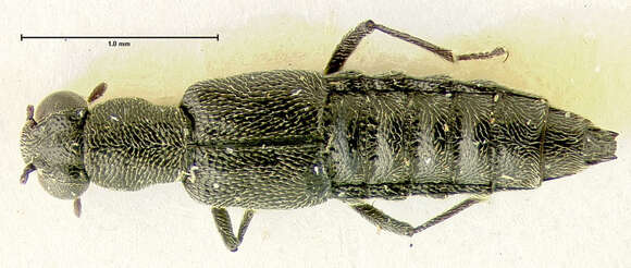 Image of Stenus (Stenus) exploratus Fall 1926