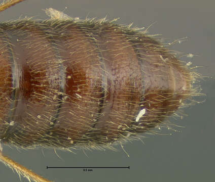 Image of Bledius suturalis Le Conte & J. L. 1863