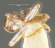 Image of Sceptobius