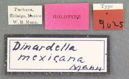 Слика од Dinardilla mexicana (Mann 1914)