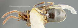 Image of Myrmoecia tapinomatis (Mann 1914)