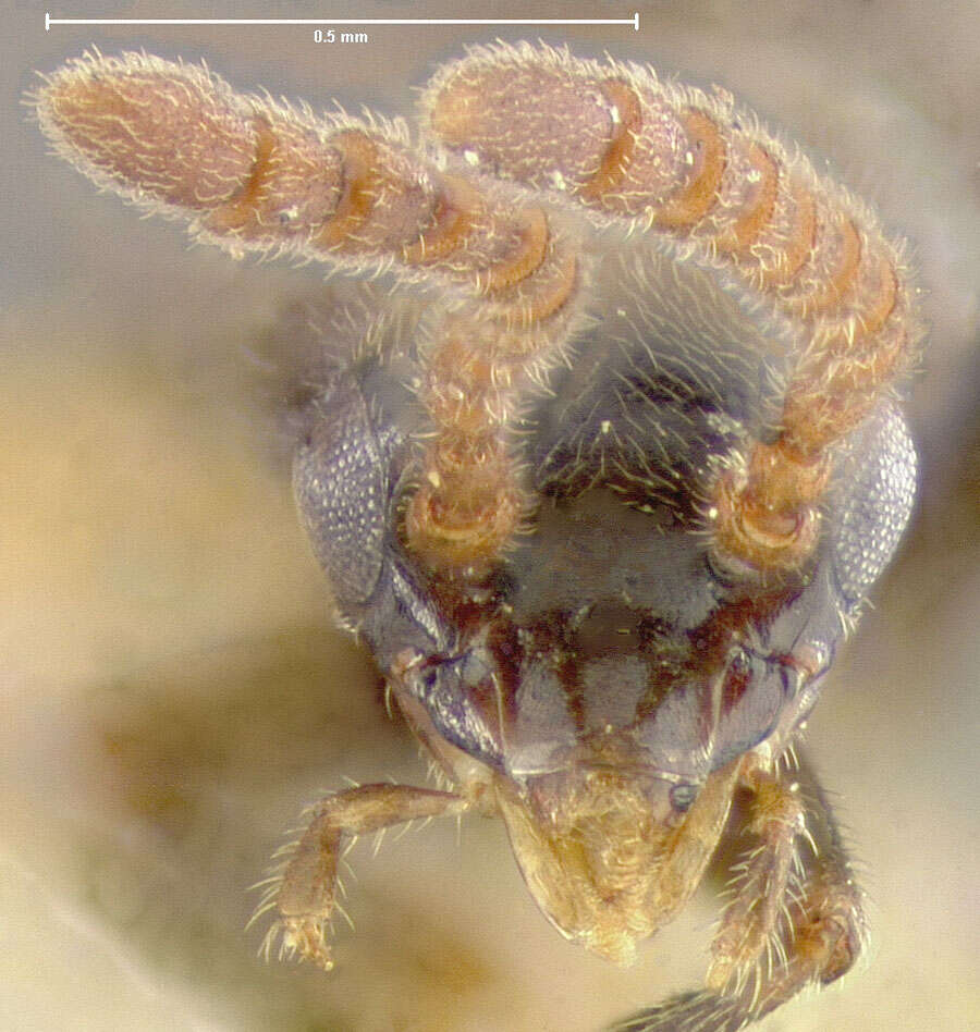 Image of Myrmoecia tapinomatis (Mann 1914)