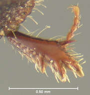 Image of <i>Aegialia nana</i>