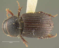 Image of <i>Aegialia nana</i>