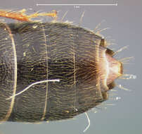 Image of Bledius diagonalis Le Conte & J. L. 1863