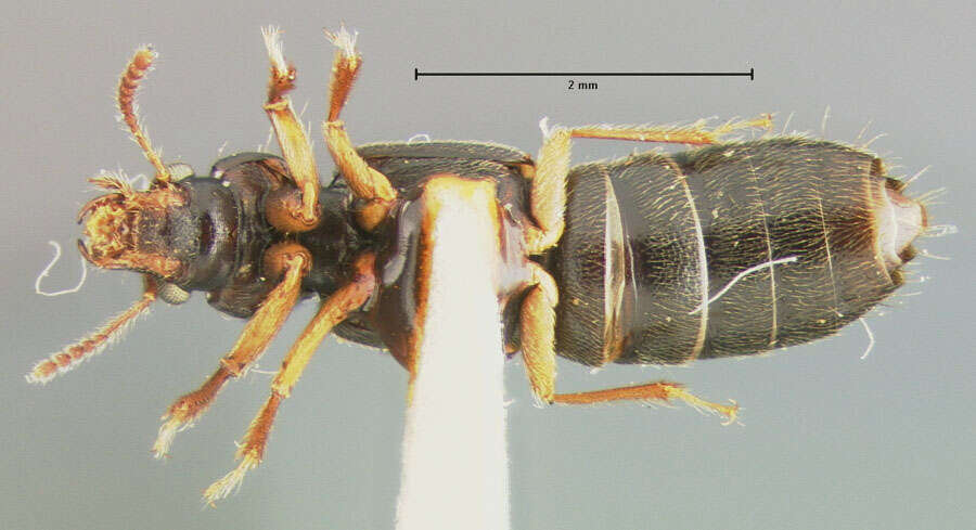 Image of Bledius diagonalis Le Conte & J. L. 1863