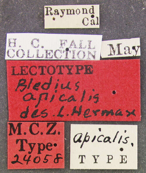 Image of Bledius diagonalis Le Conte & J. L. 1863
