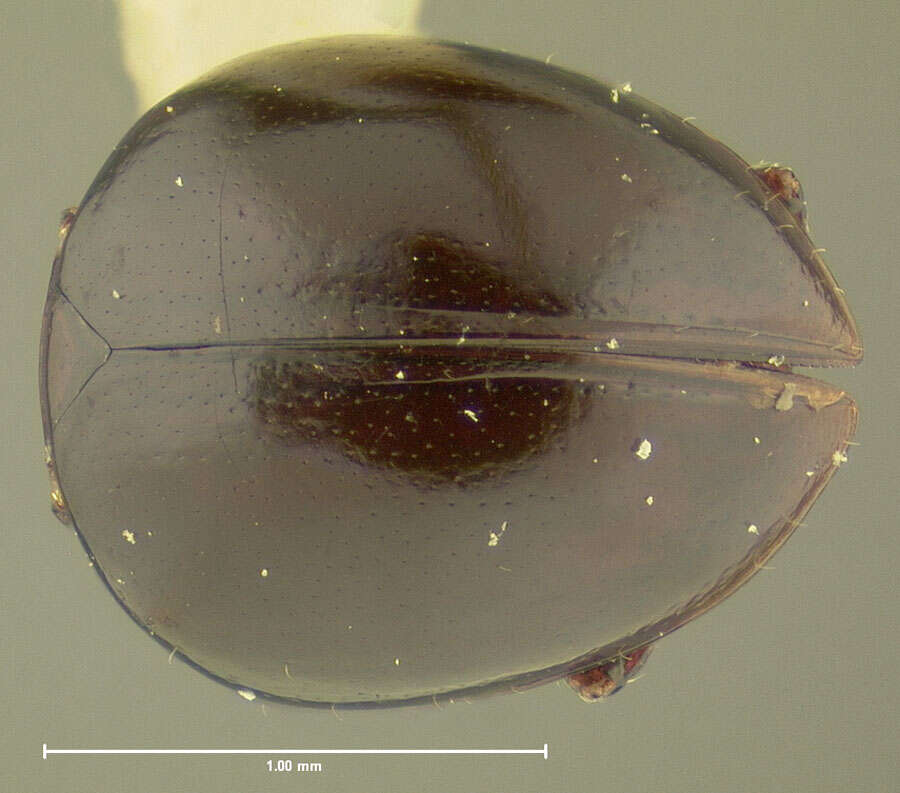 Image of Agathidium (Concinnum) mollinum Fall 1934