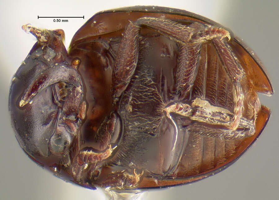 Image of Agathidium (Neoceble) temporale Sahlberg & J. 1908