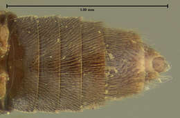 Image of Pseudopsis (Pseudopsiella) obliterata Le Conte & J. L. 1879