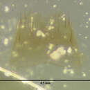 Image of Polylobus miser Pace 1999