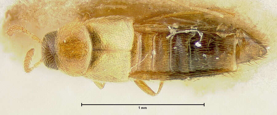 Image de Polylobus miser Pace 1999