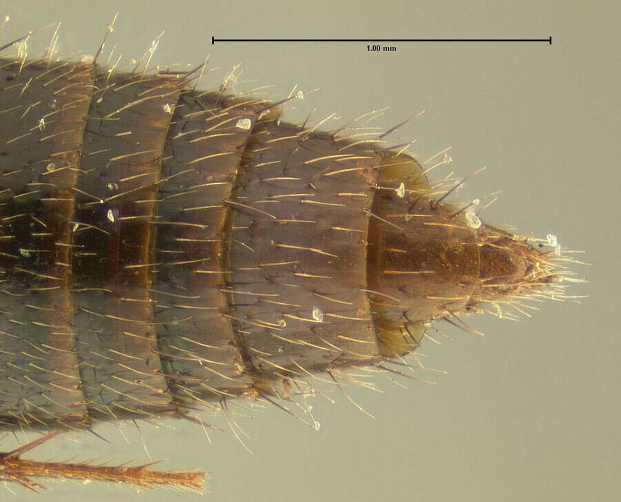 Image of Mycetoporus neotomae Fall 1910