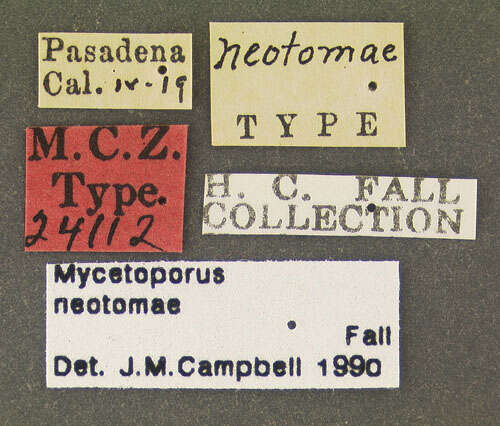 Image of Mycetoporus neotomae Fall 1910