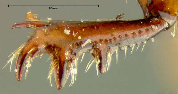 Image of <i>Aphodius ungulatus</i>