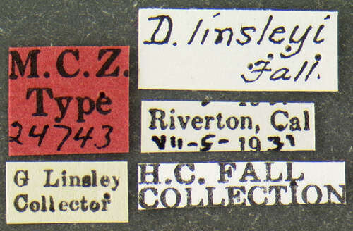Image de Diphyllostoma linsleyi Fall 1932