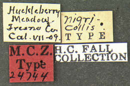 Image de Diphyllostoma nigricollis Fall 1912