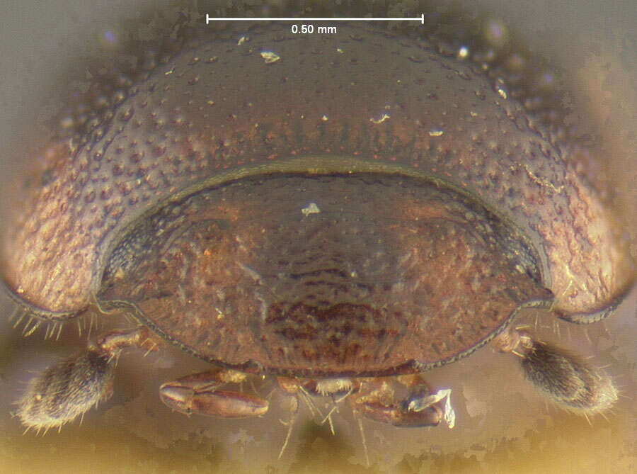 Image of Pardalosus slevini (Van Dyke 1928)