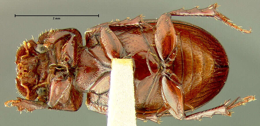 Image of Tetraclipeoides aemulus (Horn 1887)