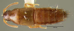 Image of Heterothops occidentis Casey 1886
