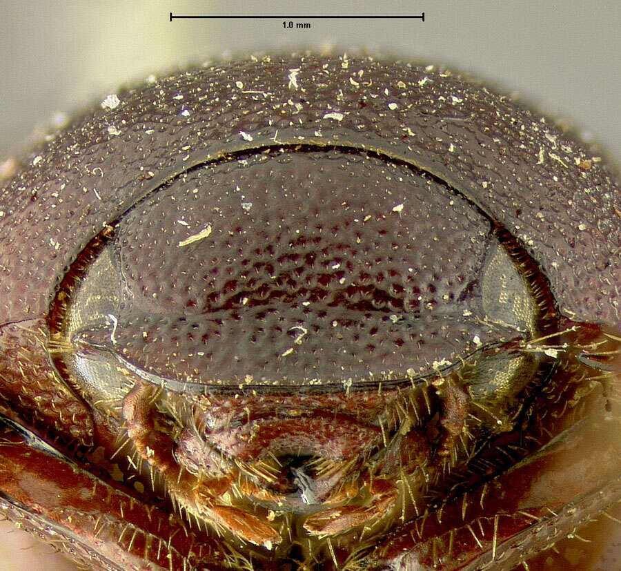 Image of Diplotaxis thoracica Fall 1909