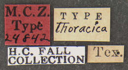 Image of Diplotaxis thoracica Fall 1909