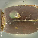 صورة Diplotaxis marginicollis Fall 1909