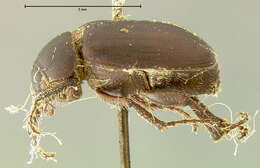 صورة Diplotaxis marginicollis Fall 1909