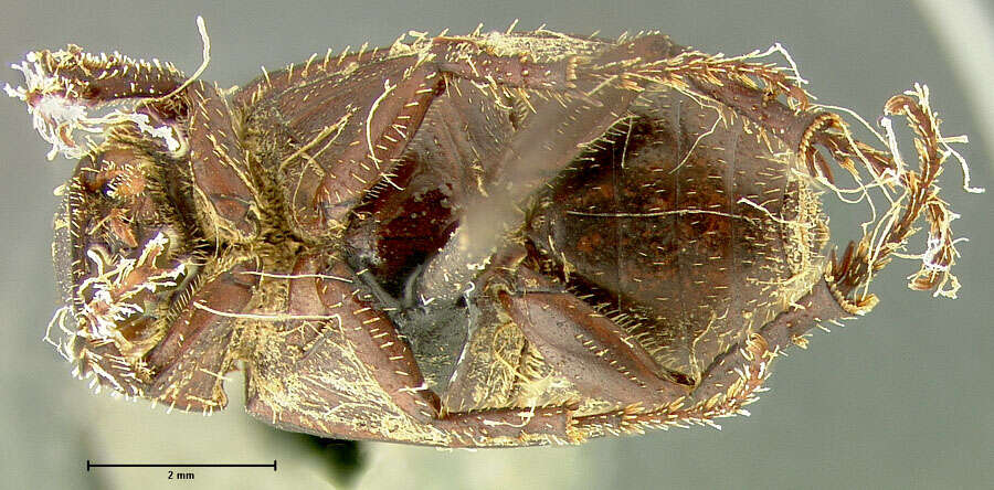 صورة Diplotaxis marginicollis Fall 1909