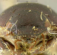 صورة Diplotaxis marginicollis Fall 1909